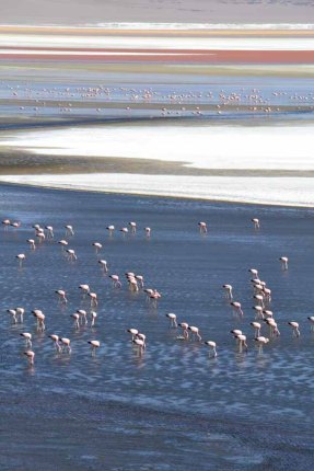 アタカマ砂漠の周辺に点在する塩湖にはフラミンゴが飛来する。フラミンゴのピンク色は赤色の藻類を摂取するためだそうだ。